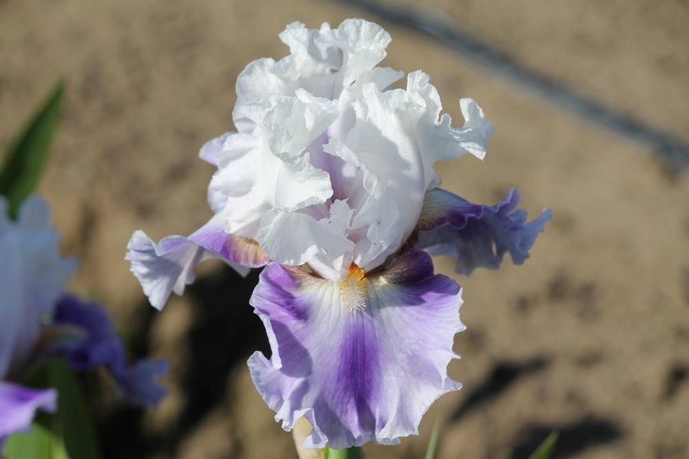 Photo of Border Bearded Iris (Iris 'Glimpse') uploaded by ARUBA1334