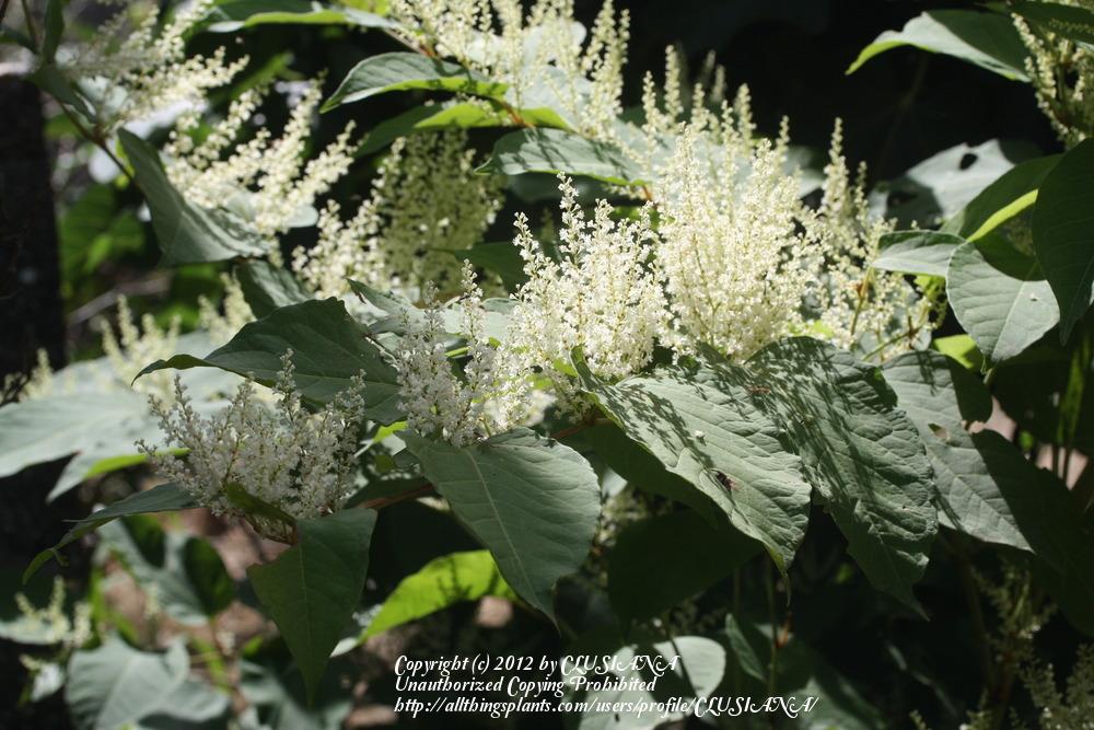 Photo of Japanese Knotweed (Reynoutria japonica) uploaded by CLUSIANA