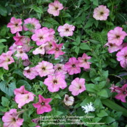 Location: Calgary, AB
Date: 2012-08-19 
Our cool nights keeps the blooms a stronger pink