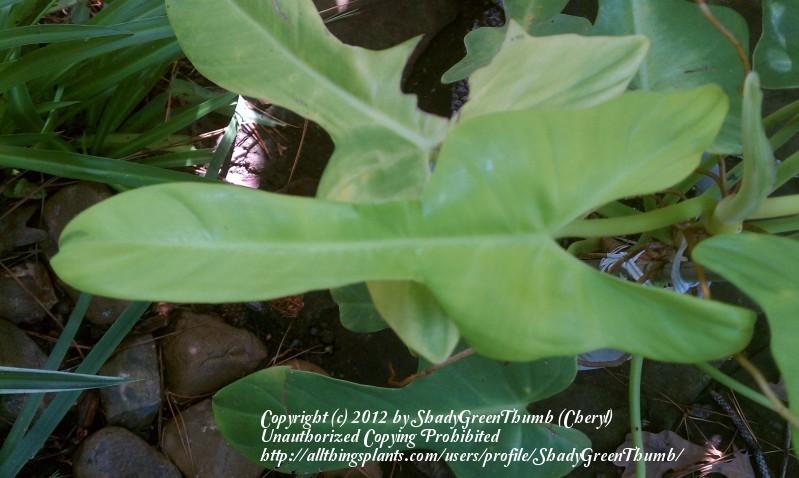 Photo of Philodendron (Philodendron bipennifolium 'Gordon's Gold') uploaded by ShadyGreenThumb