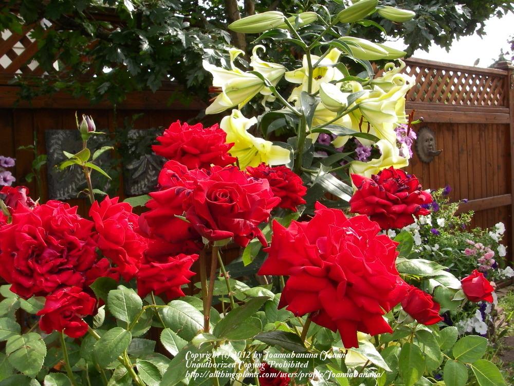 Photo of Rose (Rosa 'Ingrid Bergman') uploaded by Joannabanana