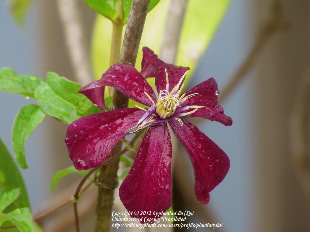 Photo of Clematis 'Niobe' uploaded by plantladylin