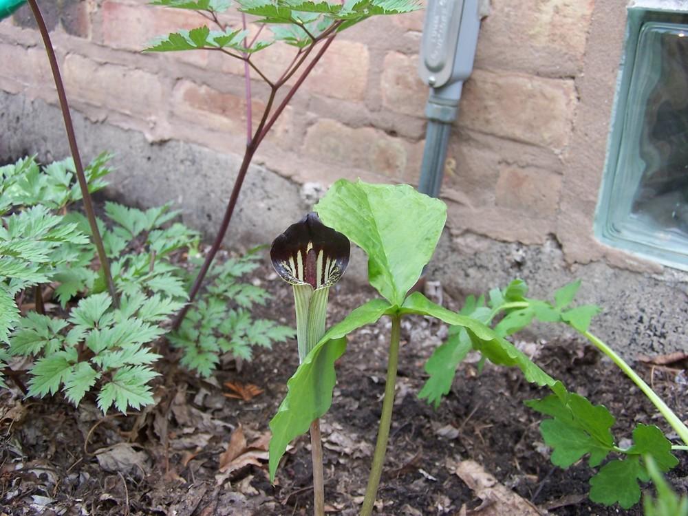 Photo of Jack in the Pulpit (Arisaema triphyllum) uploaded by sherrilosee