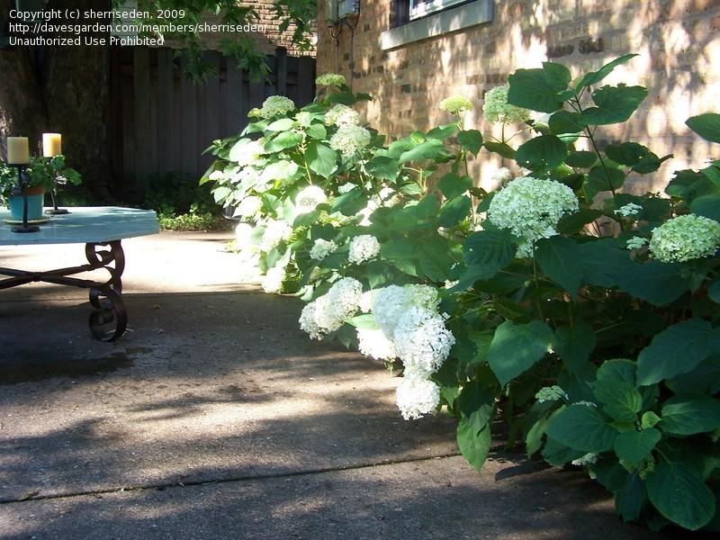 Photo of Smooth Hydrangea (Hydrangea arborescens 'Annabelle') uploaded by sherrilosee