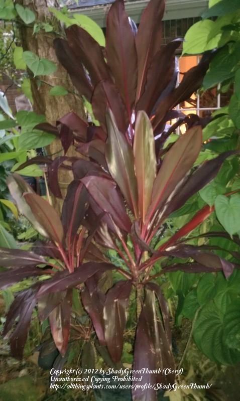Photo of Ti Plant (Cordyline fruticosa) uploaded by ShadyGreenThumb