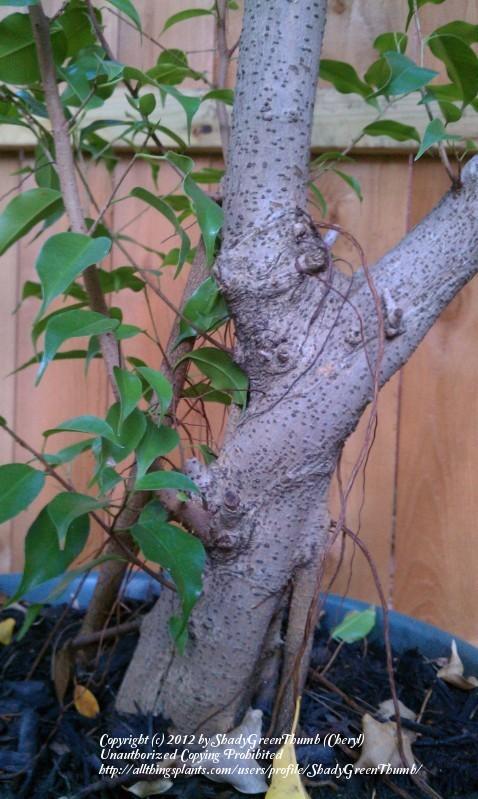 Photo of Weeping Fig (Ficus benjamina) uploaded by ShadyGreenThumb