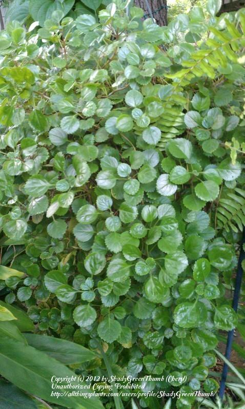 Photo of Swedish Ivy (Plectranthus verticillatus) uploaded by ShadyGreenThumb