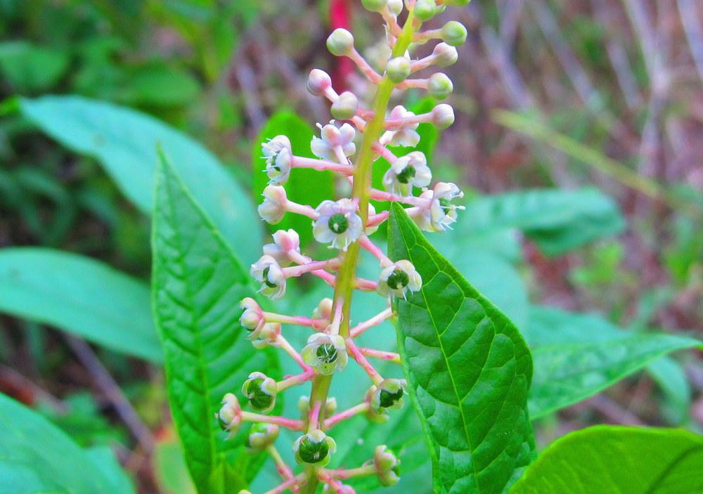 Photo of Pokeweed (Phytolacca americana) uploaded by jmorth