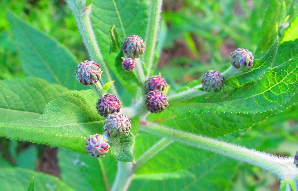 Photo of Smooth Ironweed (Vernonia fasciculata) uploaded by jmorth