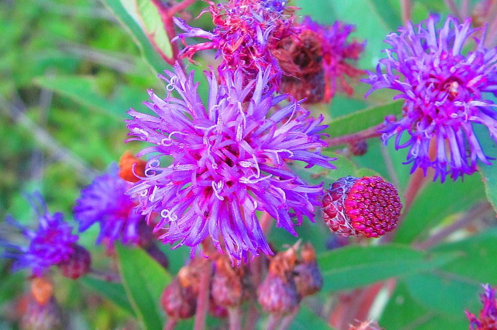 Photo of Smooth Ironweed (Vernonia fasciculata) uploaded by jmorth