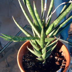 
Date: 2012-07-05
This is a small Sansevieria plant with spiked, brown tips.  This 