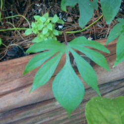 
Date: 2012-07-14
Palmate leaf shows the deeply lobed fingers, hence the name Ladyf