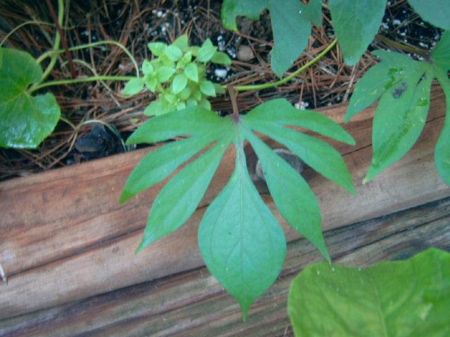 Photo of Sweet Potato Vine (Ipomoea batatas 'Lady Fingers') uploaded by pod