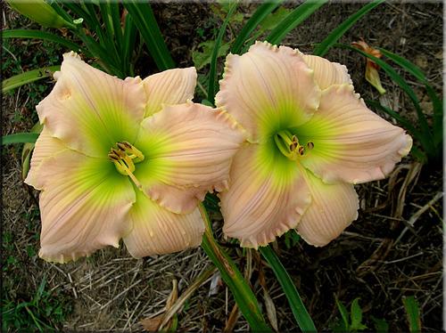Photo of Daylily (Hemerocallis 'Divinely Blessed') uploaded by vic