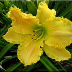 
Date: 2012-04-02
Courtesy of Quarles Daylilies Used with Permission