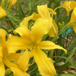 Location: Valley of the Daylilies Garden
Date: 4000-08-23
