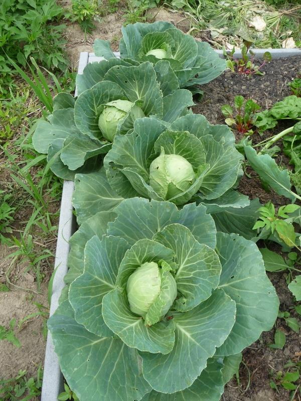 Photo of Cabbage (Brassica oleracea var. capitata 'Early Golden Acre') uploaded by gardengus