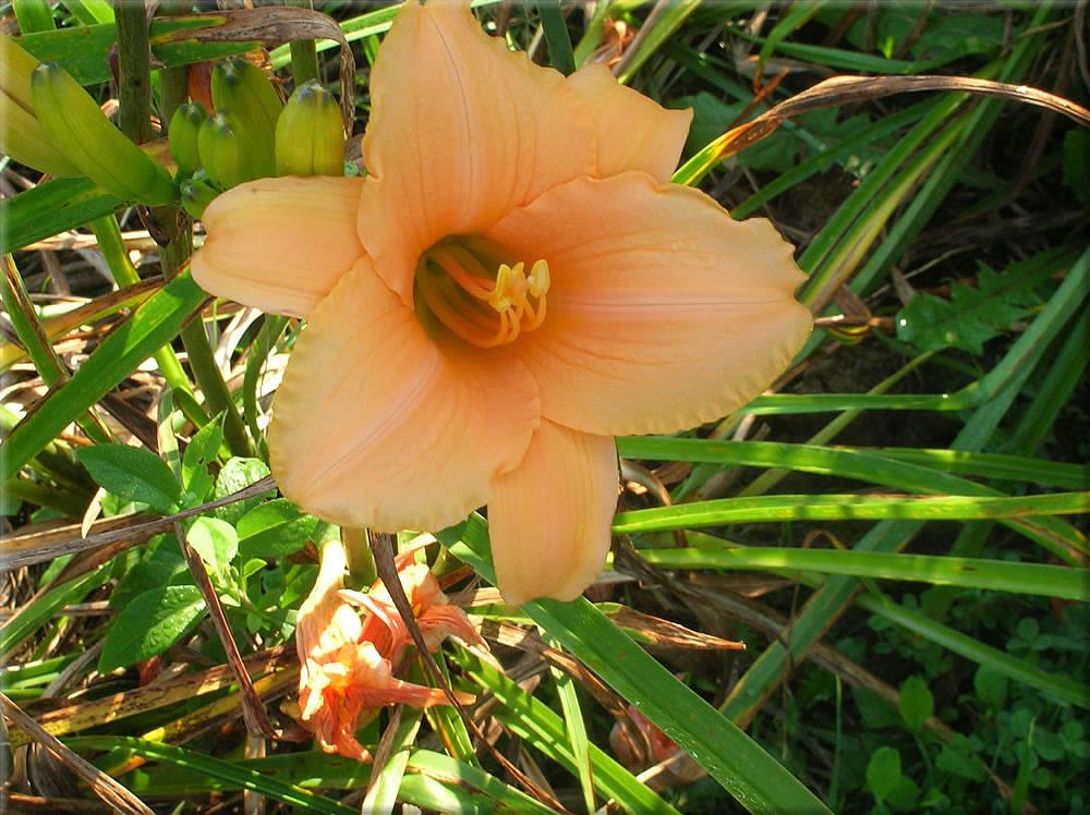 Photo of Daylily (Hemerocallis 'Evening Gown') uploaded by vic