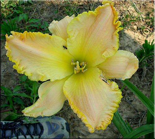 Photo of Daylily (Hemerocallis 'Dripping with Gold') uploaded by vic