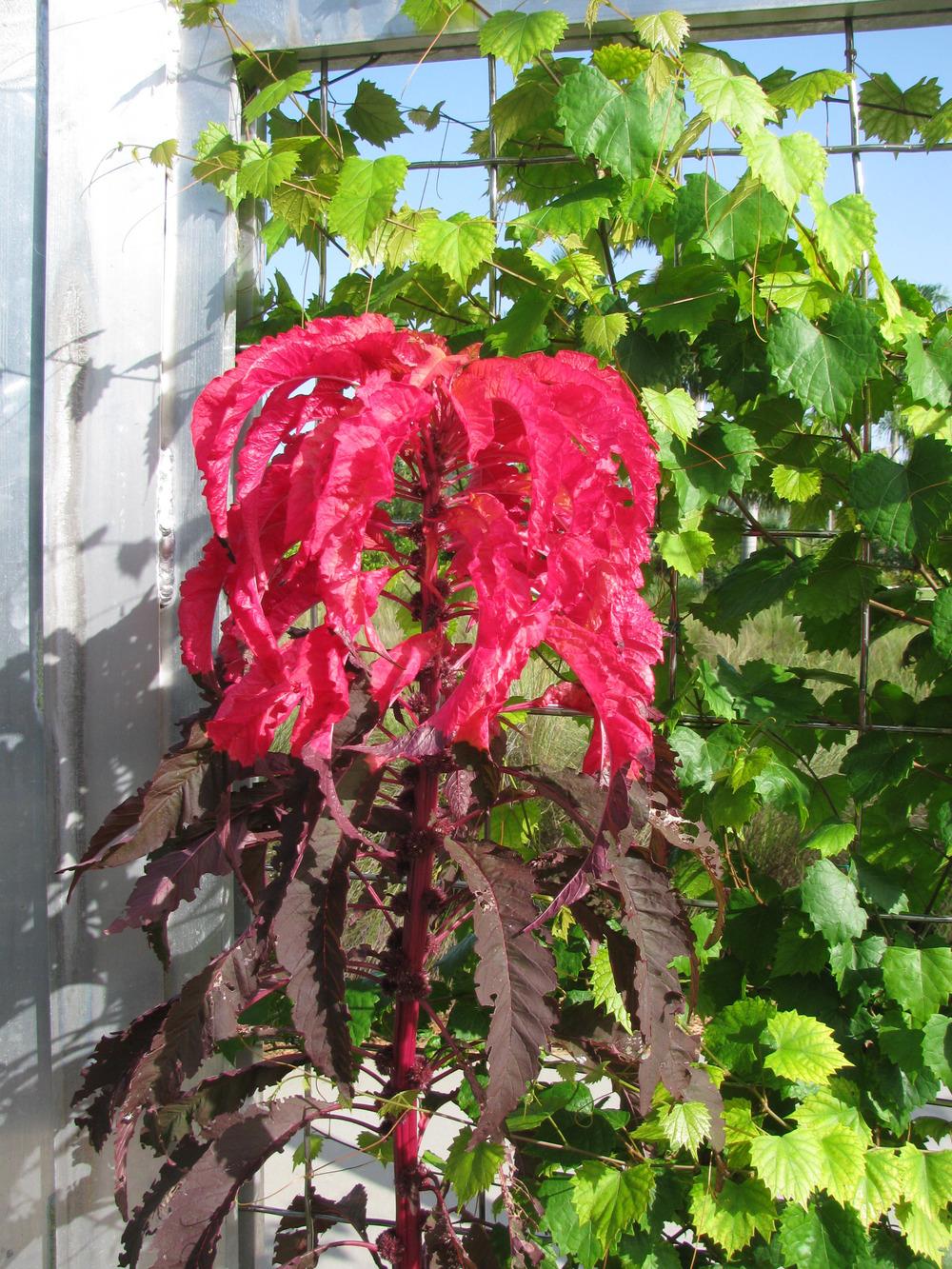 Photo of Summer Poinsettia (Amaranthus tricolor) uploaded by Dutchlady1