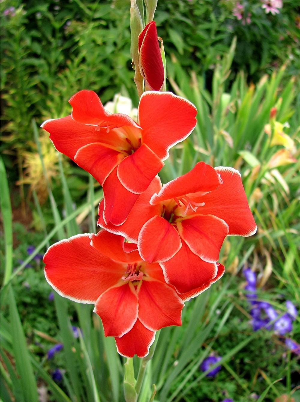 Photo of Gladiolus 'Atom' uploaded by LarryR