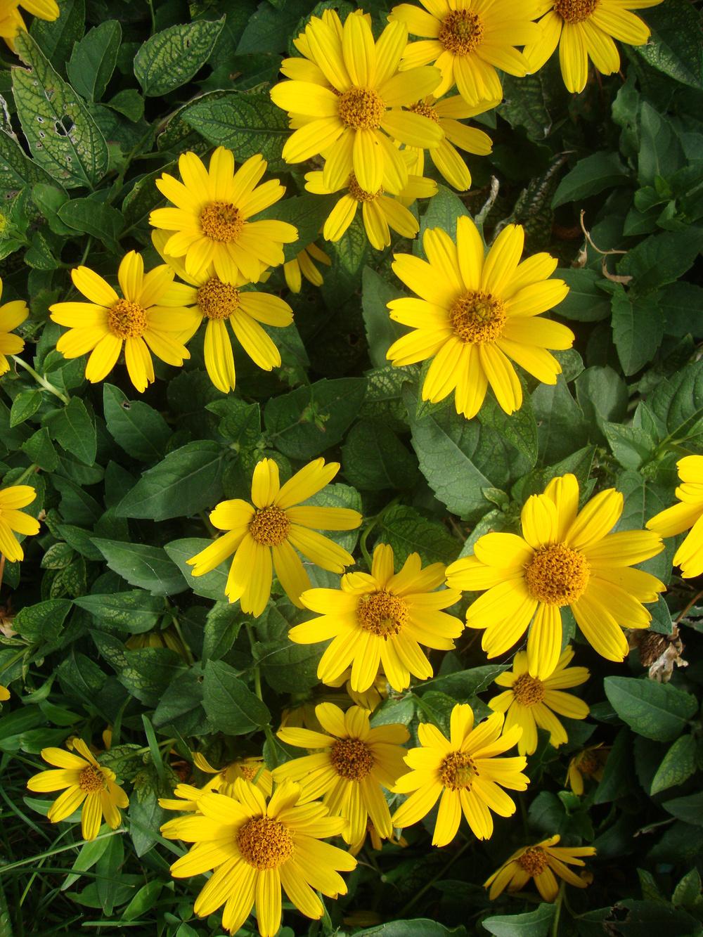 Photo of False Sunflower (Heliopsis helianthoides var. scabra Loraine Sunshine) uploaded by Paul2032