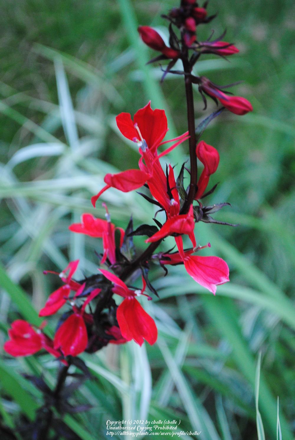 Photo of Cardinal Flower (Lobelia 'Queen Victoria') uploaded by chelle