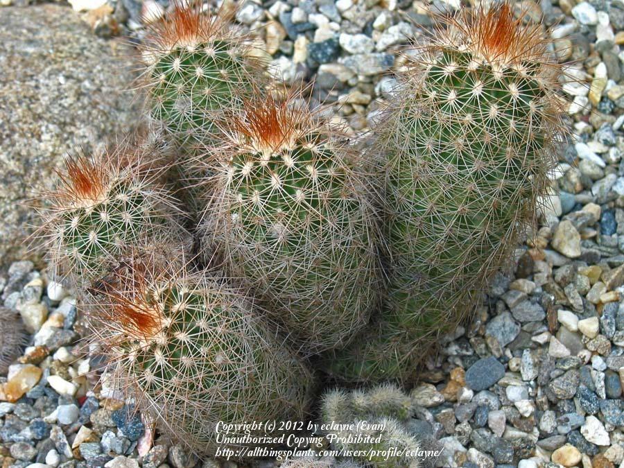 Photo of Lace Cactus (Echinocereus reichenbachii) uploaded by eclayne