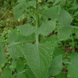 Location: Indiana  Zone 5
Date: 2012-08-23