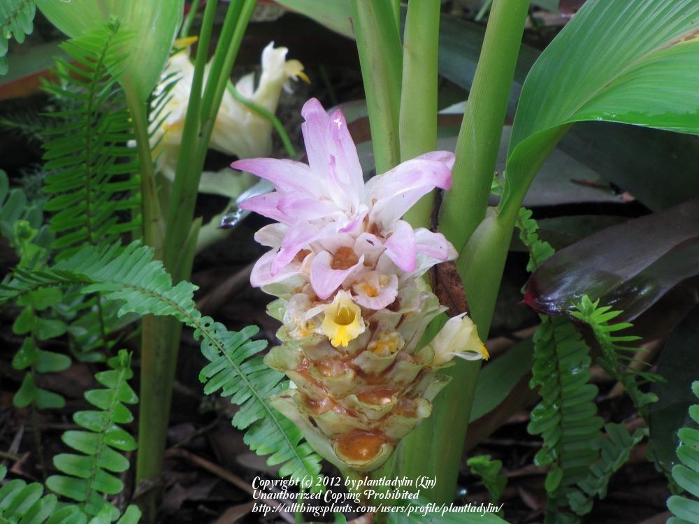 Photo of Hidden Ginger (Curcuma petiolata) uploaded by plantladylin