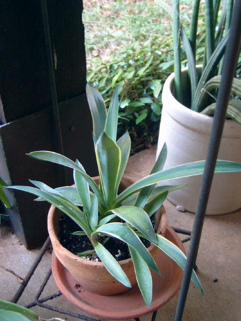 Photo of Agaves (Agave) uploaded by pod
