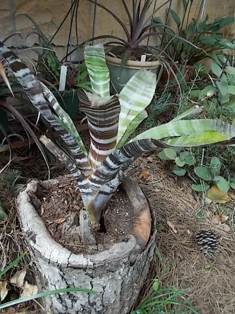 Photo of Amazonian Zebra Plant (Aechmea chantinii 'Black Ebony') uploaded by pod