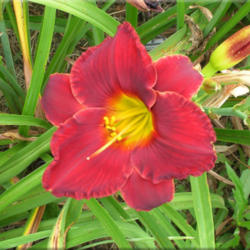 
Courtesy of Quarles Daylilies Used with Permission