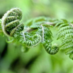 Location: My garden.
Date: 2012-08-24
One of my baby ferns unfolding!