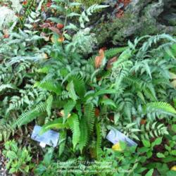 Location: z6a, Smith College Botanical Garden
Date: 2012-08-23
Intermingled with Japanese Painted Fern.