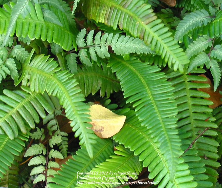 Photo of Deer Fern (Struthiopteris spicant) uploaded by eclayne