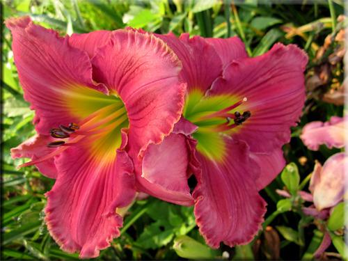 Photo of Daylily (Hemerocallis 'In the Heart of It All') uploaded by vic