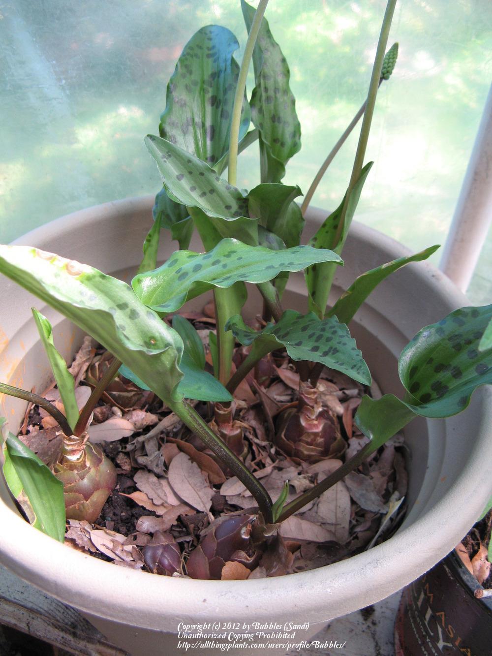 Photo of African Hosta (Drimiopsis maculata) uploaded by Bubbles