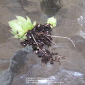 Wintersown seedling with healthy roots