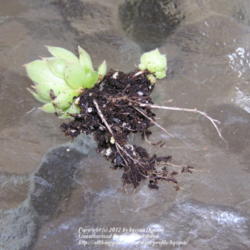 Location: My Cincinnati Ohio garden
Date: July 2012
Wintersown seedling with healthy roots