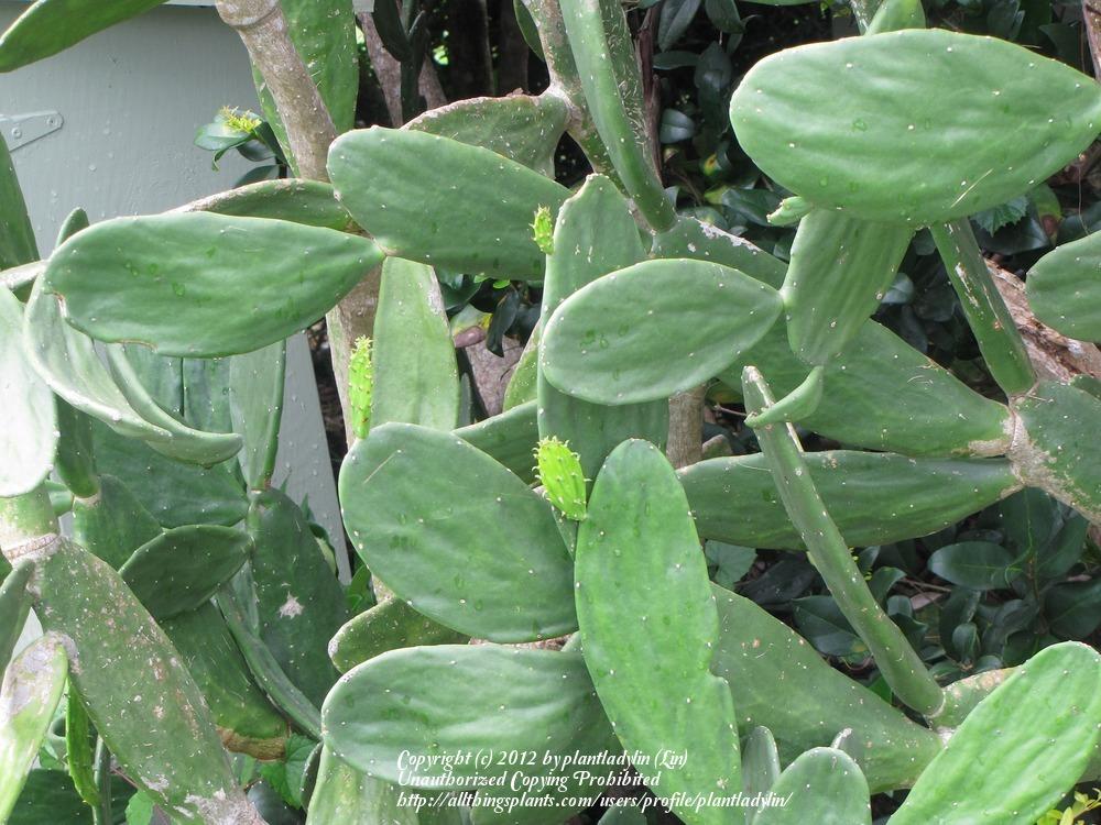 Photo of Nopal (Opuntia ficus-indica) uploaded by plantladylin