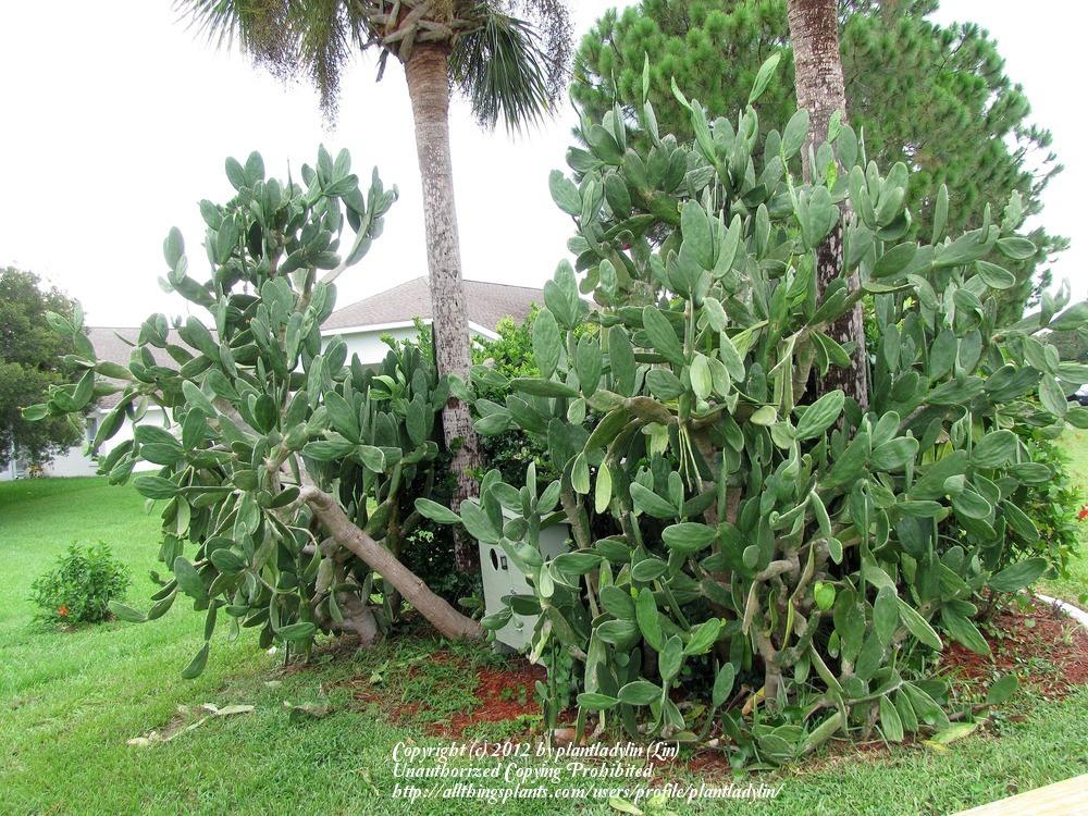Photo of Nopal (Opuntia ficus-indica) uploaded by plantladylin