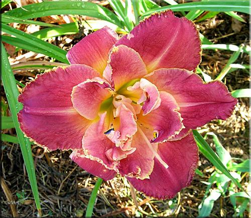 Photo of Daylily (Hemerocallis 'Outrageous Fortune') uploaded by vic