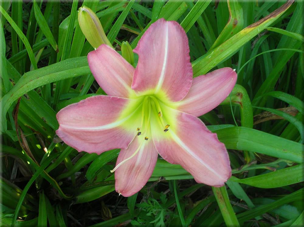 Photo of Daylily (Hemerocallis 'Newberry Rose Giant') uploaded by vic