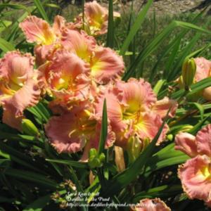 Photo Courtesy of Daylilies by the Pond. Used with Permission.