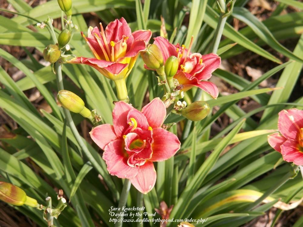 Photo of Daylily (Hemerocallis 'Little Wild Flower') uploaded by Joy