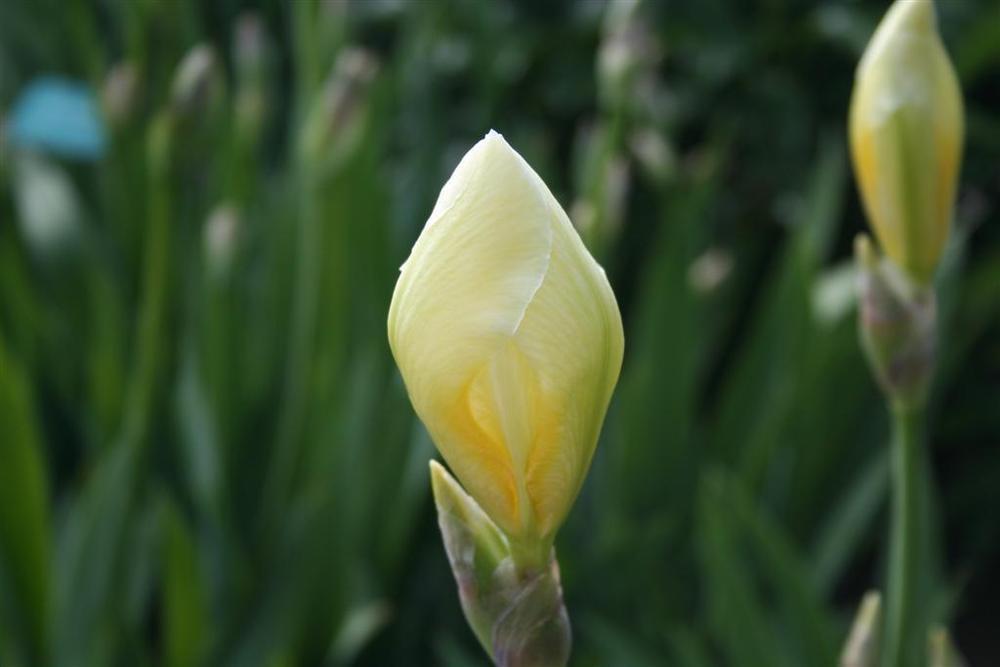 Photo of Tall Bearded Iris (Iris 'Jake') uploaded by KentPfeiffer
