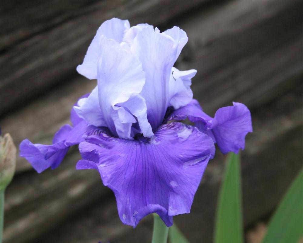 Photo of Tall Bearded Iris (Iris 'Cee Cee') uploaded by KentPfeiffer