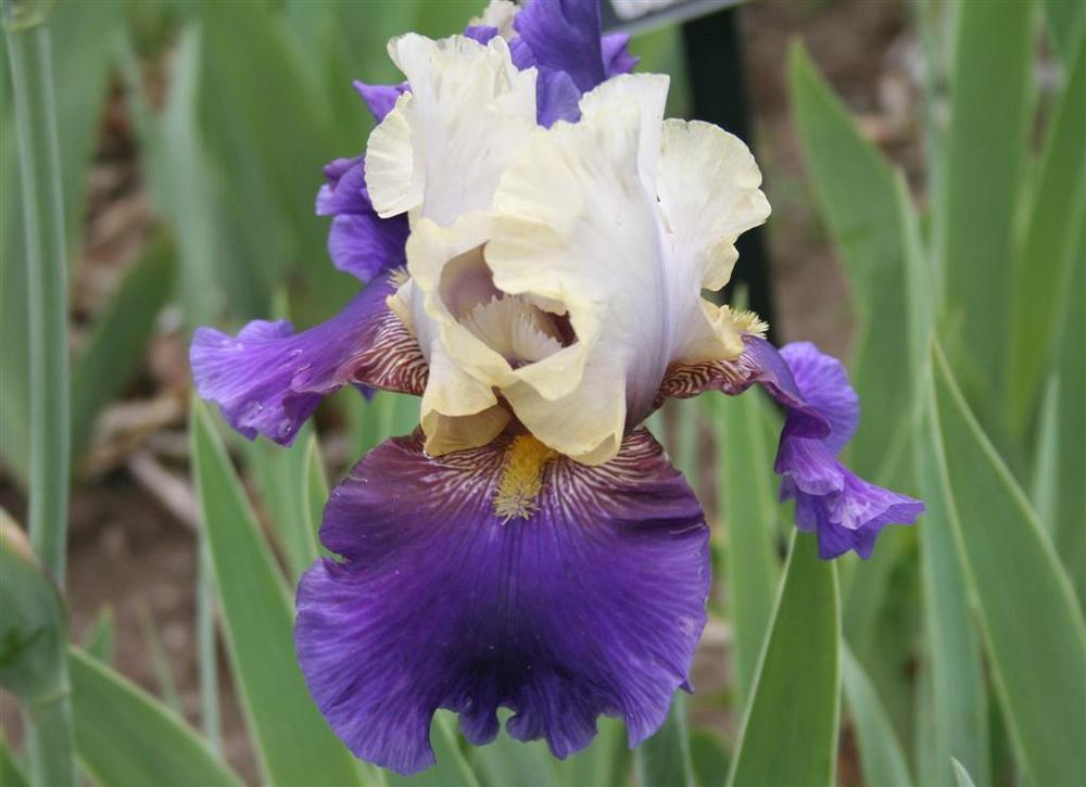 Photo of Tall Bearded Iris (Iris 'Boysenberry Buttercup') uploaded by KentPfeiffer