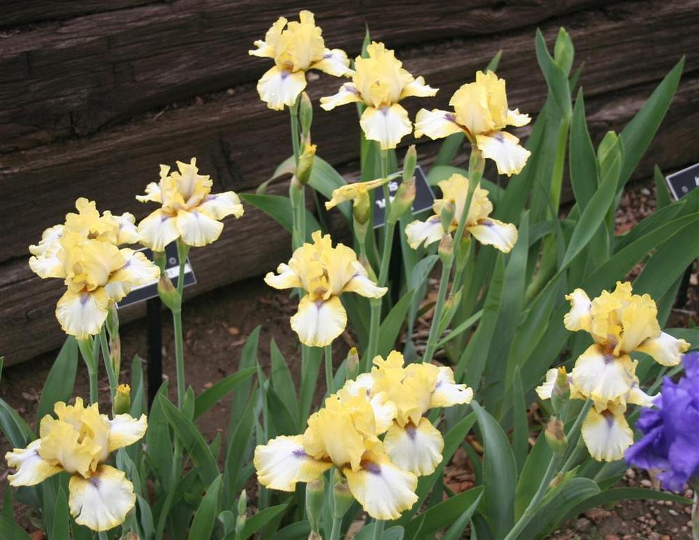 Photo of Intermediate Bearded Iris (Iris 'Abbey Chant') uploaded by KentPfeiffer